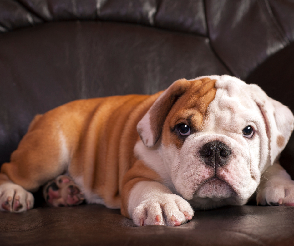 Il Bulldog Inglese: Un Compagno Affettuoso e Dal Carattere Unico
